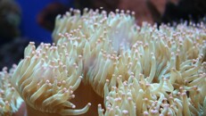 Anemones