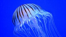 Jellyfish