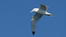 Kittiwakes