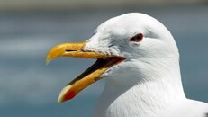 Seagulls