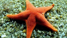 Starfish